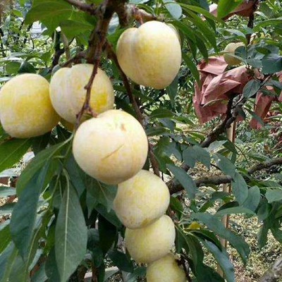 蔬菜水果 食用菌 粮油 花卉苗木 畜牧养殖 茶叶 中草药 肥料种业 农药/原药/杀菌剂 农机农具 渔业 加工机械 金属丝网制品 生态农业 包装印刷_果树苗木锄禾日当午花卉苗木锄禾日当午信息锄禾日当午果树苗木锄禾日当午花卉苗木锄禾日当午锄禾日当午